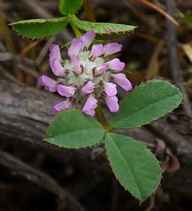 Clustered Clover - Trifolium glomeratum © John Muddeman